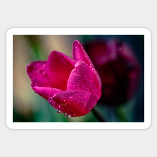 Close-up of a pink tulip Sticker